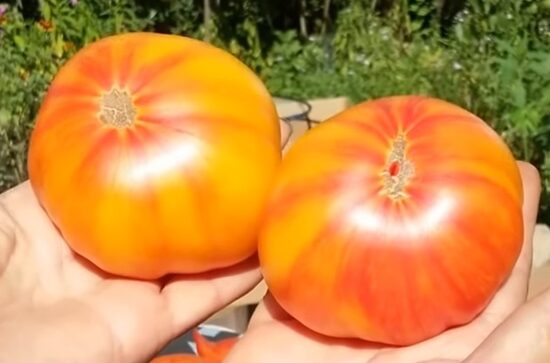 Оранжевая зебра